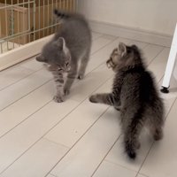 猫パンチした子猫