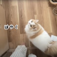 飼い主を見上げる猫