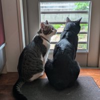 窓の外を見る2頭の猫