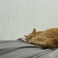 寝ている猫とシュシュ