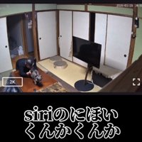 猫のおしりを嗅ぐ男性