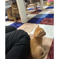 室内にいる猫