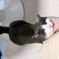 テロップ「アーーーウ」