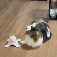 猫と電動オモチャ