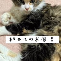 横になる猫