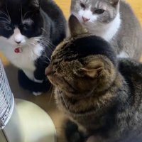 集まっている3匹の猫