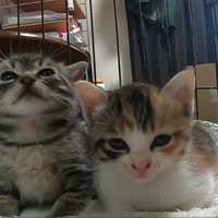 見上げた姿