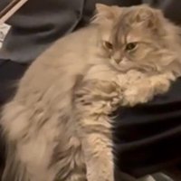 人の膝の上に座っている猫