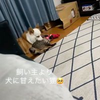 犬に体を寄せて甘える猫