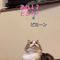 「あれ、どこ？」と書かれた写真
