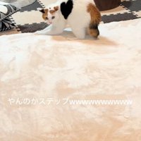 背中を丸める猫