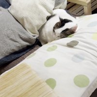 娘さんのベッドで眠る豆大福さん