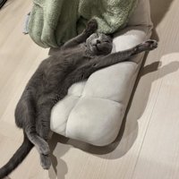 仰向けに伸びている猫