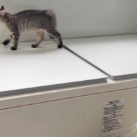 バスタブの蓋の上を歩く顔が見切れた子猫