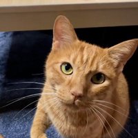 座って鳴いている猫