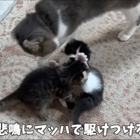 じゃれる子猫たち