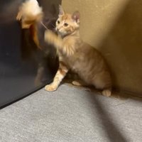 おもちゃで遊ぶ子猫