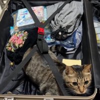 キャリーバッグの中に入るキジトラ猫