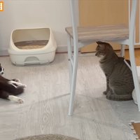 先住猫さんと
