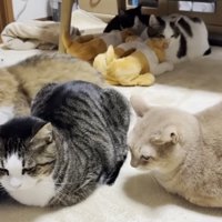 飼い主のそばで香箱座りする猫達