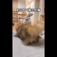 釣られて来た兄猫