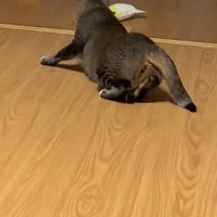 重い腰をあげる猫