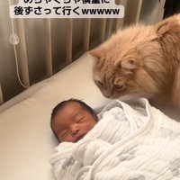 新生児を至近距離から見つめる茶色猫