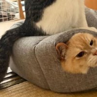 猫の上に乗っている猫