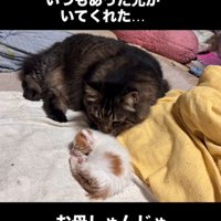 寝ている子猫に顔を近づける成猫