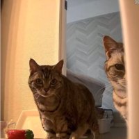 室内にいる猫