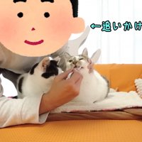 テロップ「←追いかけた」