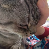 飼い主に撫でられる猫