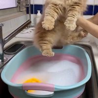 飼い主に抱っこされてシンクやってきたミヌエット