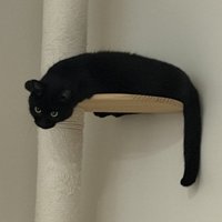 キャットタワーの上にいる黒猫の様子