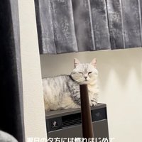 空気清浄機の上で香箱座りしている猫