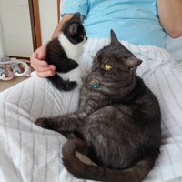 飼い主の足の上でくつろぐ子猫と成猫