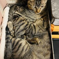 箱に入る2匹の猫