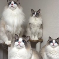 等間隔に並ぶ4頭の猫