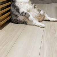 スコ座りをして正面を見つめる小夏ちゃんの横顔