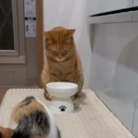 キッチンにいる猫たち