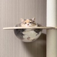 貫禄たっぷりな猫