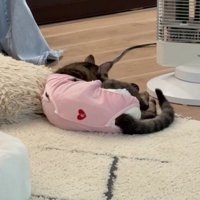 しっぽを振りながら毛繕いをする猫