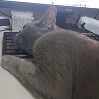 キーボードを枕に