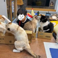 たくさんの猫に囲まれて勉強をする男の子