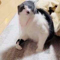 頭に被った排水溝ネットを外そうとする保護猫