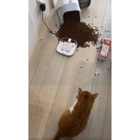 猫と倒れた自動給餌器とカリカリ