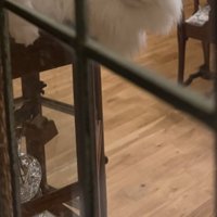 3匹の猫