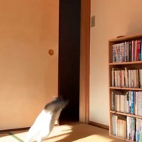 扉へと向かう猫