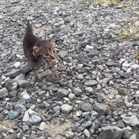 鳴いている子猫
