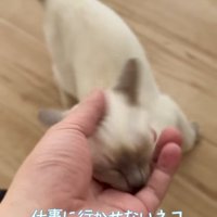 飼い主さんの指を吸う子猫